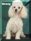 AKC Standard Toy Poodles Chest