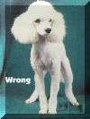 AKC Standard Toy Poodles Chest