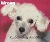 AKC Standard Toy Poodles Ears