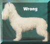 AKC Toy Poodle Standard Proportion