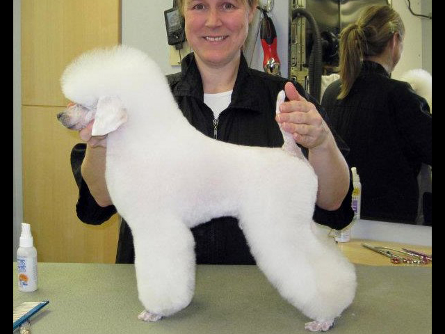 poodle german trim