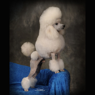 Champion toy poodles sale