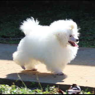 Show Toy Poodle Puppy