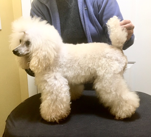 abounding poodles