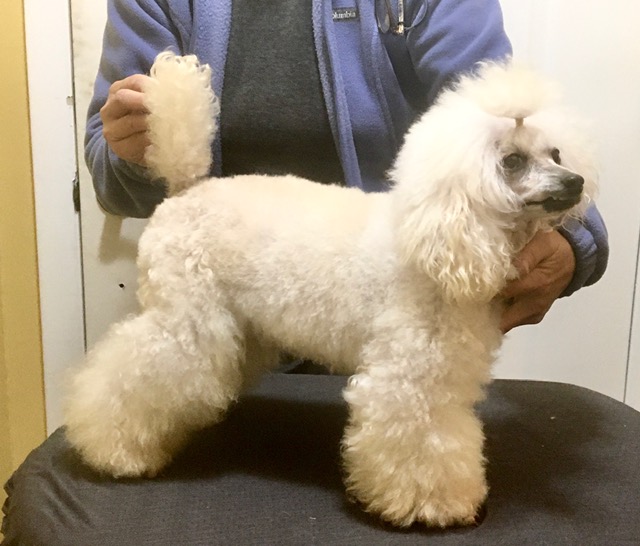 abounding poodles