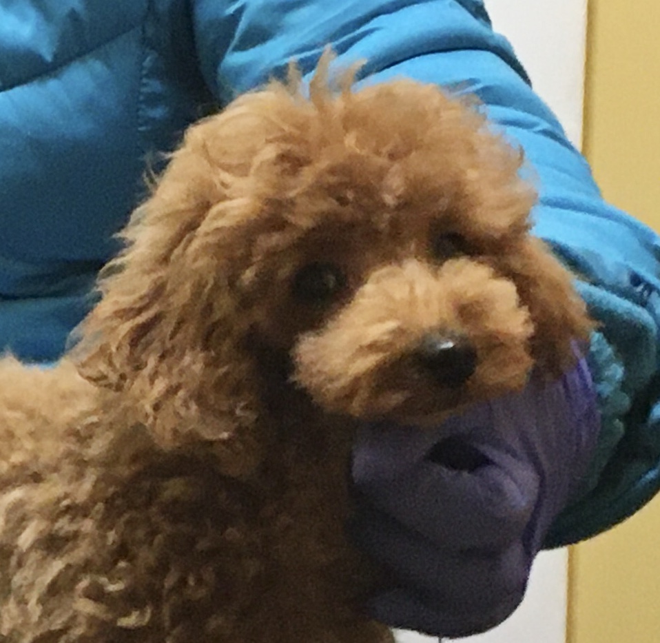 abounding poodles