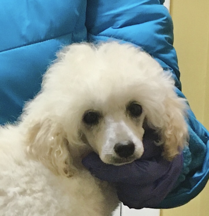 abounding poodles