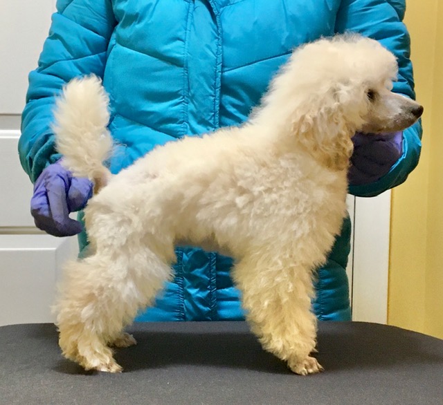 abounding poodles