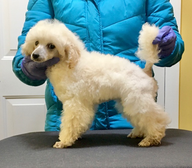 abounding poodles