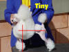 AKC Standard Toy Poodles Proportion