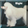 AKC Standard Toy Poodles Back