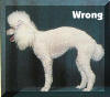 AKC Standard Toy Poodles Back