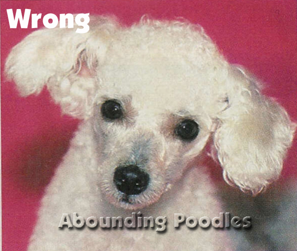 Abounding poodles sale