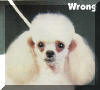 AKC Standard Toy Poodles Ears