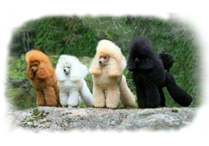 Toy Poodle Puppies