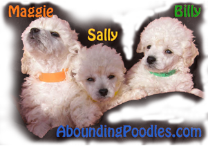 White Toy Poodle Litter