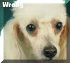 AKC Standard Toy Poodles Eyes