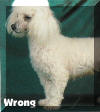 AKC Standard Toy Poodles Front Legs