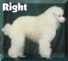 AKC Standard Toy Poodles Hair