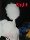 AKC Standard Toy Poodles Tail