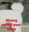 AKC Standard Toy Poodles Tail